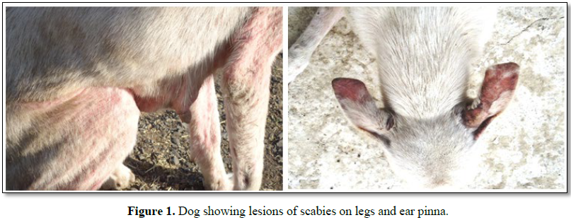 Scitech Zoonotic Transmission Of Canine Scabies A Case Report